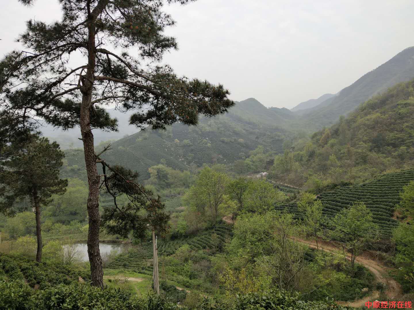 信阳商城高山野茶味道好又实惠,特价99元、199元