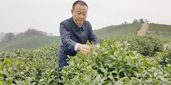 履职尽责这五年丨全国人大代表刘文新：让小茶叶在乡村振兴中有大作为