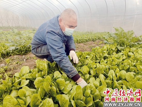 大棚里种出“致富果”