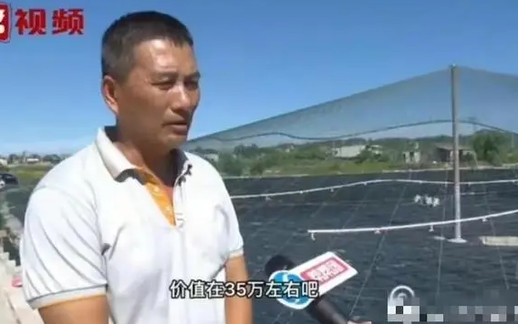 真离谱！养殖户35万的虾被镇政府6万卖掉，专家：镇政府无执法权