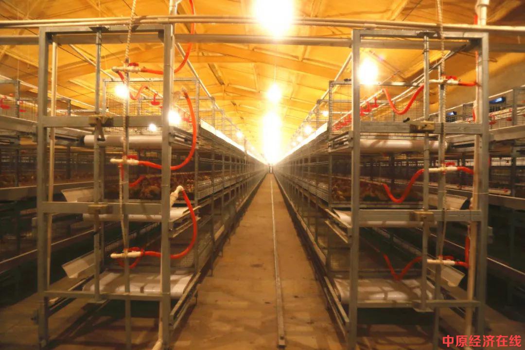华英公司 新增7个出口禽肉原料备案养殖场